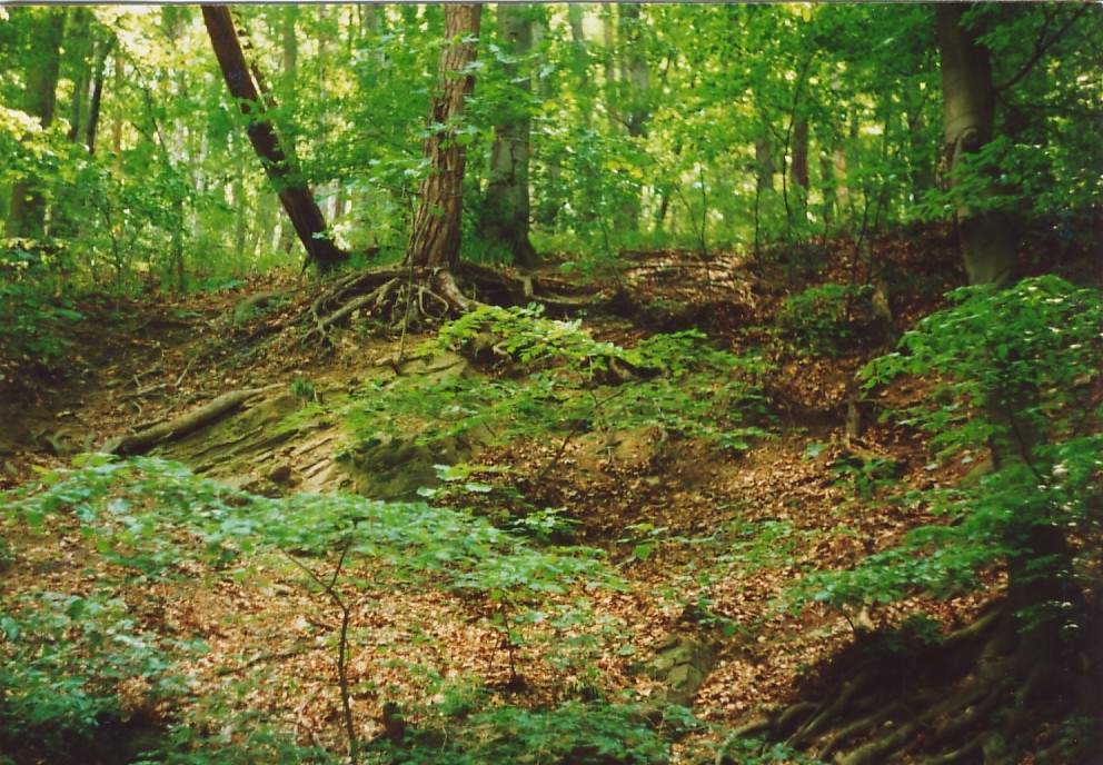 foto1.jpg