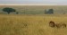 240px-Male_lion_on_savanna.jpg