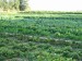 organicke-zemedelstvi.jpeg